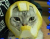 Кот в шлеме Железного Человека из грейпфрута