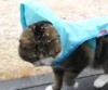 Кот Мару гуляет по снегу
