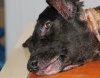 Обваренный кипятком пес из Керчи пошел на поправку