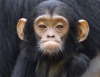 У шимпанзе имеется понятие о справедливости