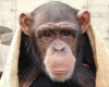 В США лабораторных шимпанзе будут отправлять на пенсию