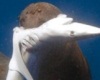 Тюлень поохотился на акул
