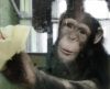 Шимпанзе Анфиса освоила профессию... уборщицы