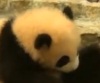Малыш панда играет на спине мамы