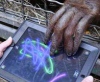 Смитсоновский зоопарк обеспечил обезьянам досуг с iPad