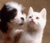 Кошки против собак: ученые спорят, кто умнее