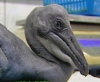 В Московском зоопарке вылупился птенец розового пеликана