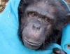 Шимпанзе использует одеяло как одежду от холода