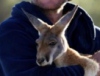 Австралиец создал частный приют для кенгуру