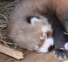 В зоопарке Окленда подрастает детеныш красной панды