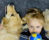 В Новосибирске собаки лечат детей