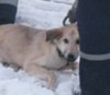 Брянские спасатели вызволили собаку из ледового плена