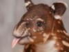 В зоопарке Нэшвилла родился тапир Бэрда (15 фото)