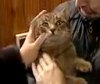 Освободили кота, три дня просидевшего в вентиляции Нижнекамска