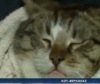 Сотрудники одесской ЧС спасли кота