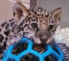 В Милуоки показали двух детенышей ягуара (15 фото)