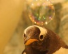 Праздник для папуанских пингвинов