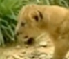 В колумбийском зоопарке дебютировали три львенка