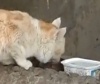 В Украине 5 дней вытаскивали кота из бетонной вентиляции