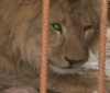 В белгородском зоопарке появился второй лев
