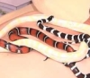 В Израиле популярны спа-салоны, где змеями делают массаж