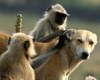 Индийские обезьяны обожают делать массаж даже собакам