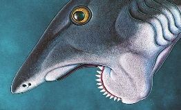 Исследован образ жизни акул с циркулярной пилой во рту