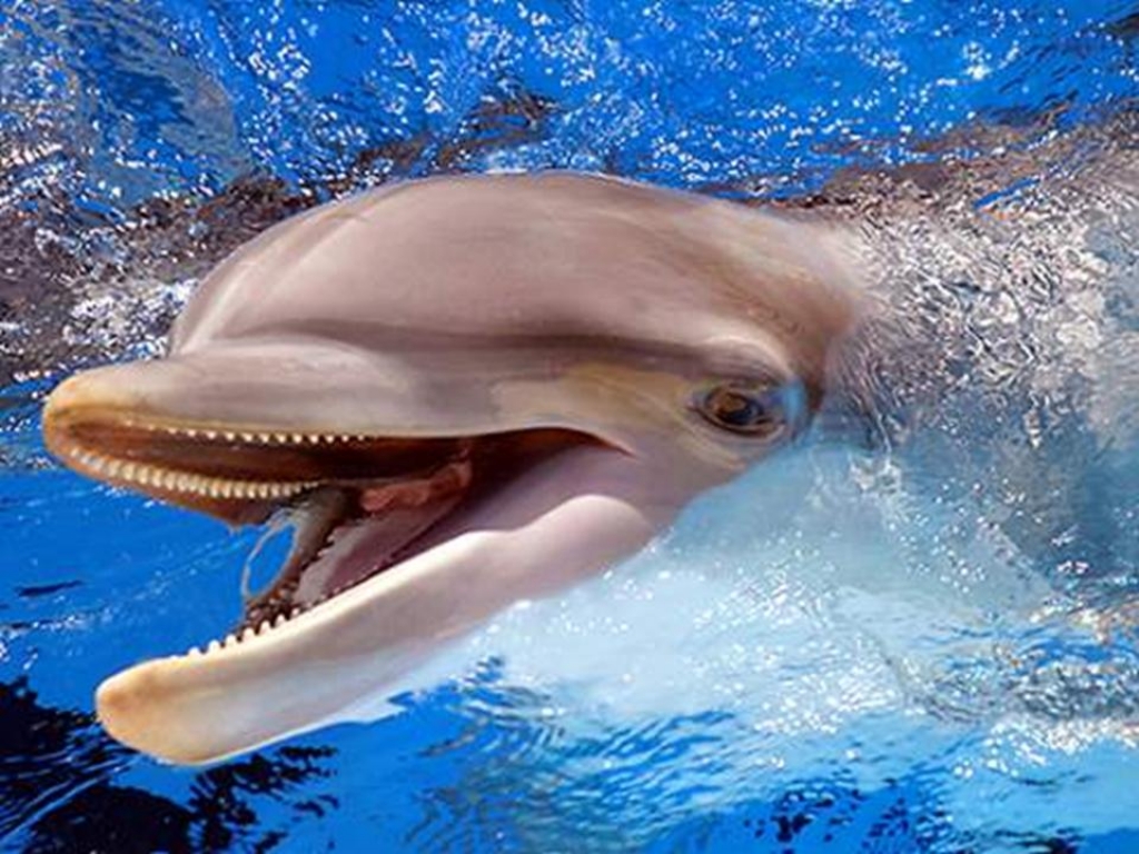 Звуки дельфинов для детей скачать