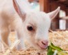 В зоопарке Окленда родились козлята-пигмеи