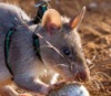 Мозамбик спасают крысы-саперы