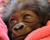Крошка горилла переехала из Техаса в зоопарк Цинциннати