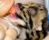 В Смитсоновском зоопарке родились детеныши леопарда
