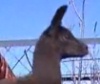 В крымском зоопарке родился детеныш ламы