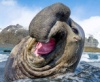 Забавные и грозные морские слоны (15 фото)