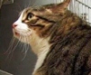 17-ти килограммового кота посадили на диету