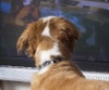 В Израиле появилось специальное собачье ТВ
