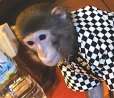 В японском ресторане официантами работают обезьяны