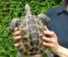 Спасти черноморских черепах