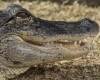 Крокодилу-инвалиду сделали протез хвоста