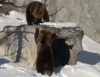 Медведи играют в снегу после зимней спячки