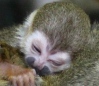 В зоопарке Роев Ручей пополнение у обезьянок саймири
