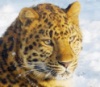У амурского леопарда появились шансы на выживание