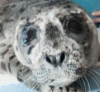 В Сан-Диего спасли детеныша тюленя