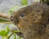 Экологи установили мосты для редких водяных крыс