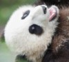 Первый снежный день детеныша гигантской панды из Сан-Диего