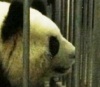 Чтоб побудить панду к размножению, ей показали видео