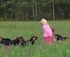 Пятилетняя девочка играет со стаей немецких овчарок