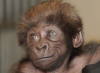 Крошка горилла из Цинциннати получила новую 