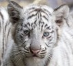 Аргентинский зоопарк показал белых тигрят (12 фото)