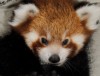 Зоопарк Окленда выбрал имя для маленькой красной панды